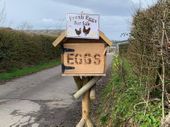 Fresh eggs for sale from our own hens