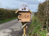 Fresh eggs for sale from our own hens