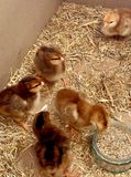 Baby chicks bred from our own hen and cockerel