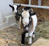 Our Pygmy Goats - Pickle and Peanut
