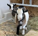 Our Pygmy Goats - Pickle and Peanut