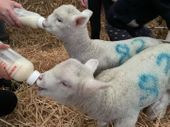 Bottle feeding the orphan lambs