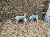 Our new orphan lambs