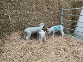 Our new orphan lambs