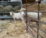 Our ewes - Dolly and Mabel
